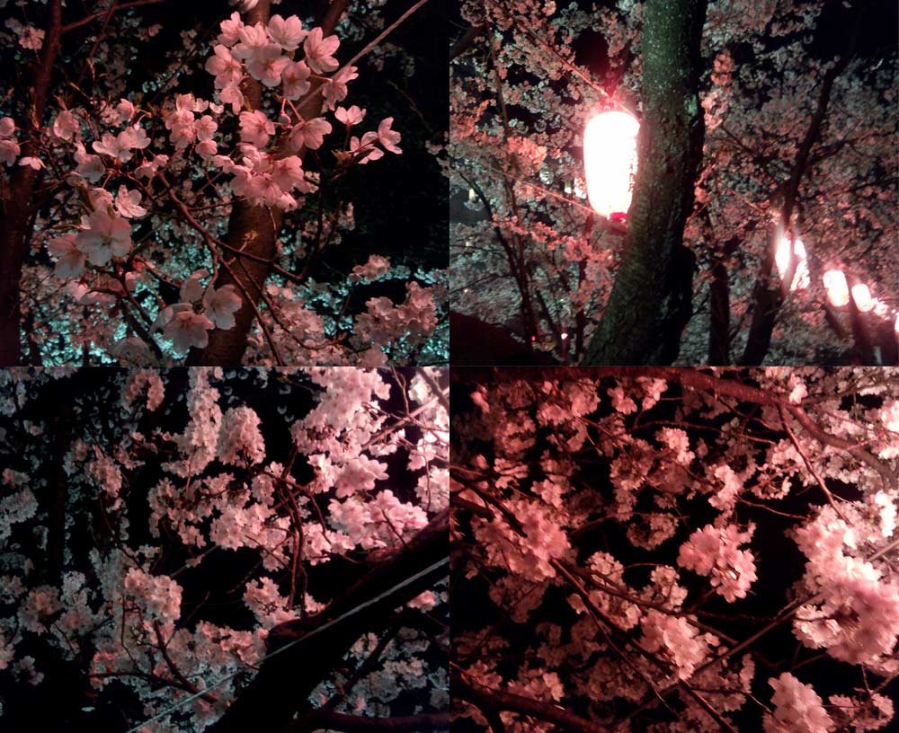 福島江の夜桜2016