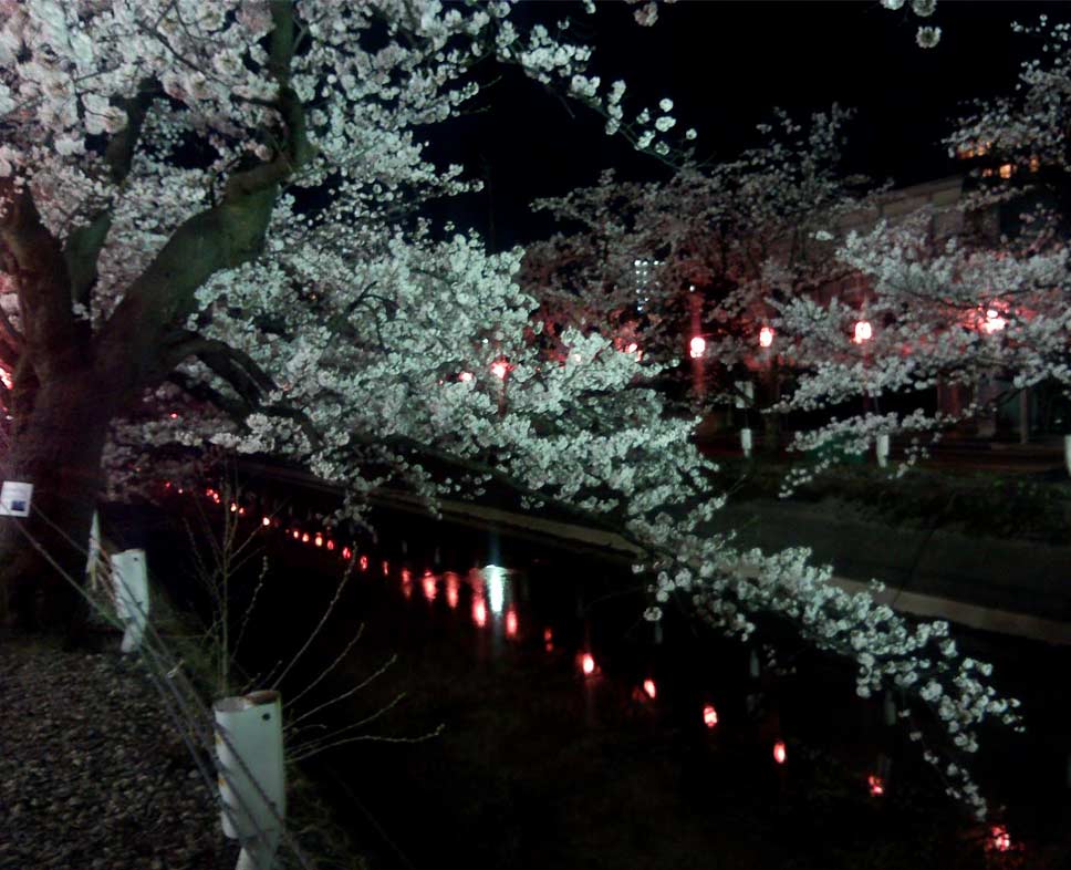 福島江の夜桜2016